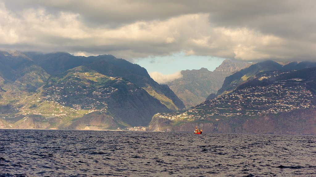 Whale & dolphin watching Madeira
